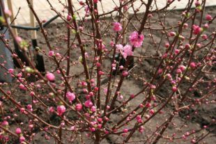 Врачи казанского Центра крови посадили сакуру, символизирующую новую жизнь.