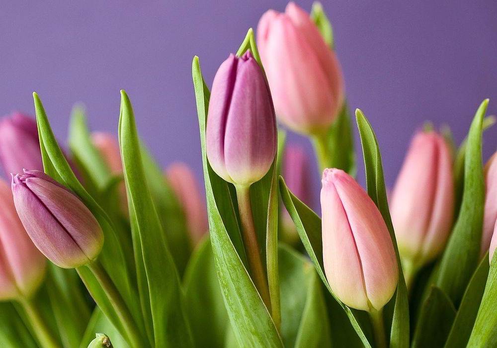 Футболисты «Урала» ждут с цветами своих фанаток в Службе крови 